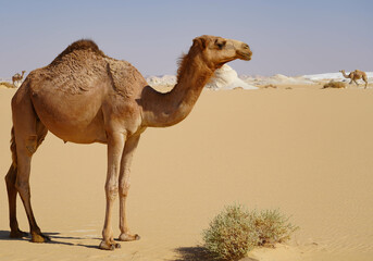 Camel in the white desert