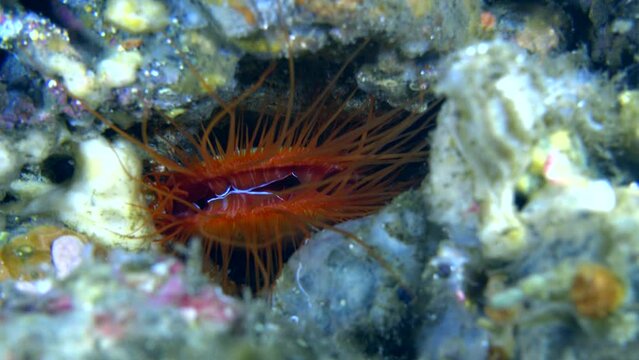 Electric clam (Limaria sp.)