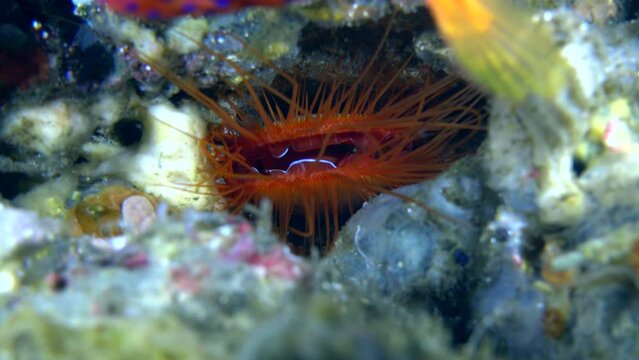 Electric clam (Limaria sp.)