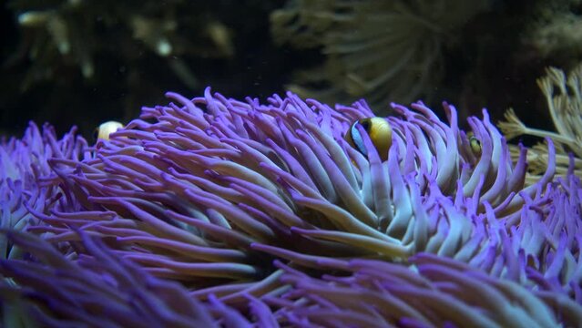Clark anemone fish (Amphiprion clarkii) on blue sea anemone