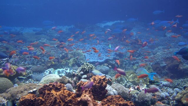 Hard and soft coral reef full of tropical fishes