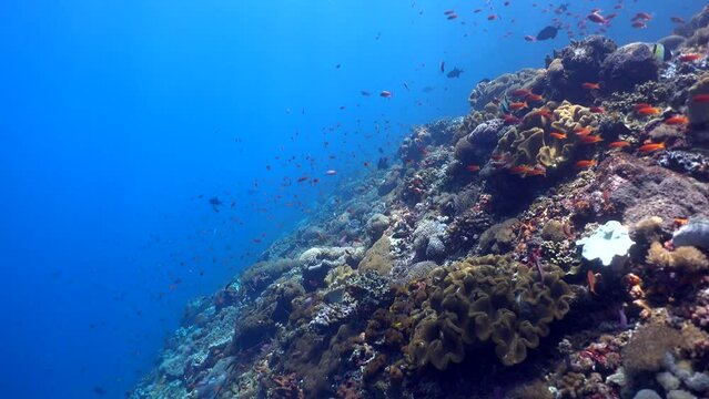 Hard and soft coral reef full of tropical fishes