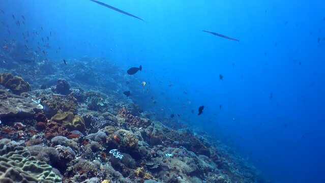 Hard and soft coral reef full of tropical fishes with flutemouth (Fistularia commersonii)