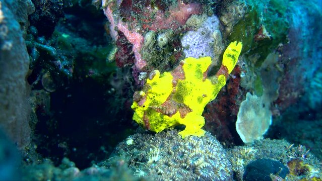 Warty frog fish (Antennarius maculatus)