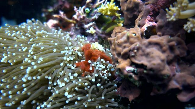 Orang utan crab (Achaeus japonicus)