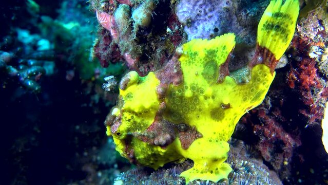 Warty frog fish (Antennarius maculatus)