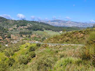 Fototapeta na wymiar Forest in Andalusia