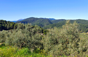 Forest in Andalusia