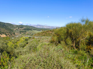 Forest in Andalusia