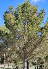 Forest in Andalusia