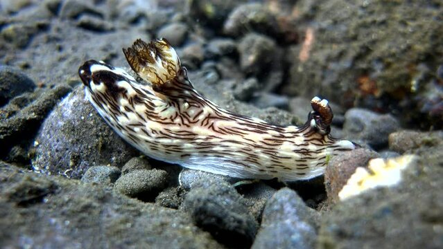 Nudibranch kentrodoris rubescens