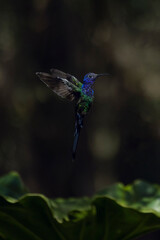 The flight of the swallow-tailed hummingbird. Standing in the air. A Brazilian savannah purple bird. Species Eupetomena macroura also know as Beija-flor Tesoura Birdwatching. Bird lover.
