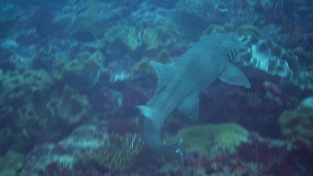 Tawny nurse shark (Nebrius ferrugineus) swimming over coral reef