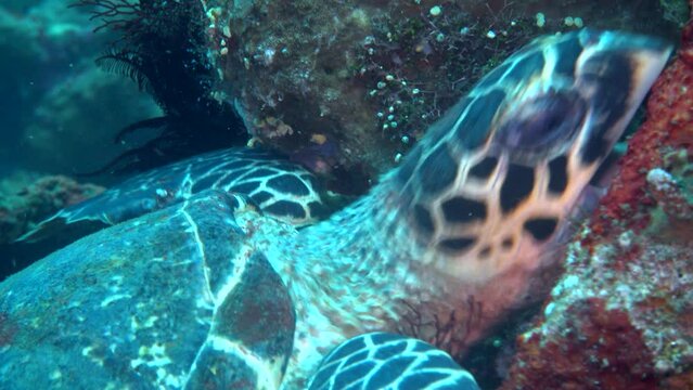 Hawksbill turtle (Eretmochelys imbricata) eating