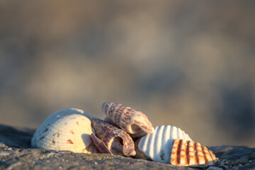 Assortiments de coquillages en mer méditerranée - France 