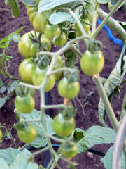 Tomatenpfanze mit Tomaten