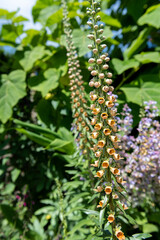 Close up of a woolly foxglove (digitalis lanata) flower in bloom © tom