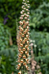 Close up of a woolly foxglove (digitalis lanata) flower in bloom © tom