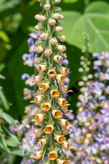Close up of a woolly foxglove (digitalis lanata) flower in bloom