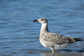 Jeune go&eacute;land leucoph&eacute;e (Larus michahellis)