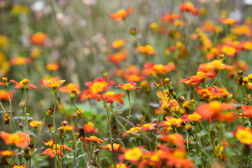 Orange flowers