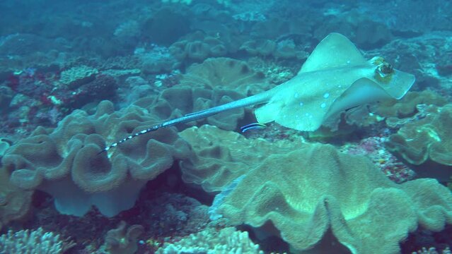 Blue-spotted stingray (Dasyatis kuhlii) swimming over reef