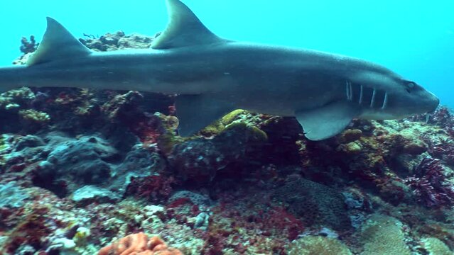 Tawny nurse shark (Nebrius ferrugineus) swimming over reef