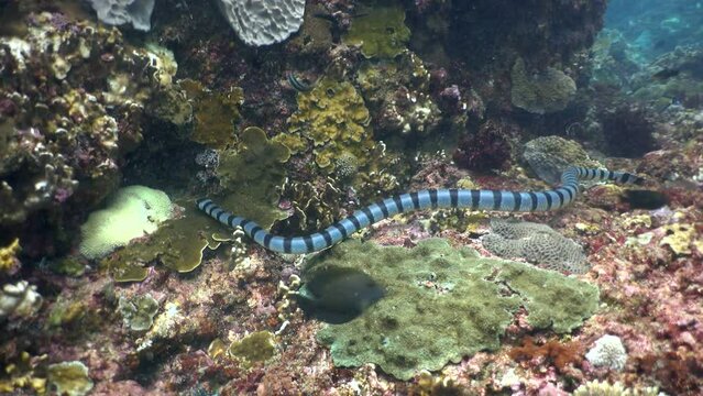 Banded sea krait (Laticauda colubrina) swimming and moving with the waves