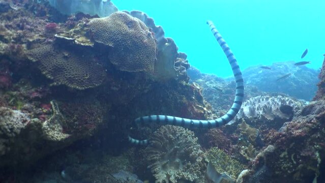 Banded sea krait (Laticauda colubrina) swimming up