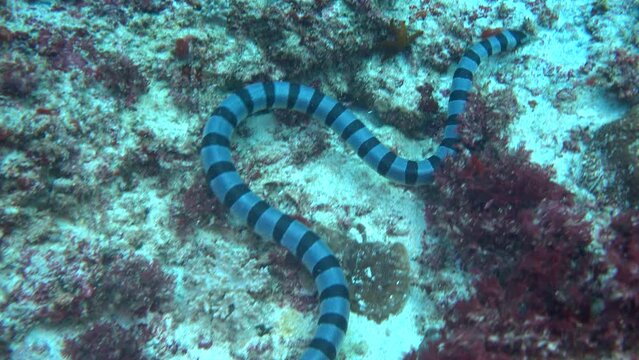 Banded sea krait (Laticauda colubrina) moving with the waves