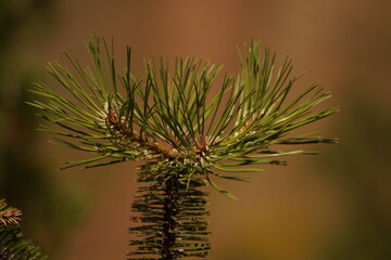 close up of pine needles