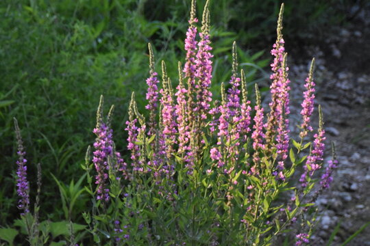 FLORA   FIUME CHIENTI