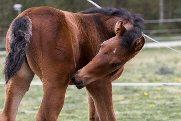 A beautiful young horse on the paddock at the horse farm. A foal on the farm, a beautiful little...