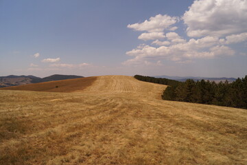 Fototapeta premium Meadow