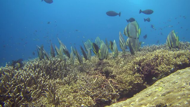 Hard coral reef with group of tall-fin batfish (Platax teira)