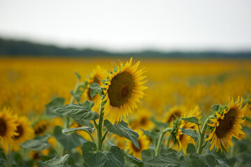 sunflower close-up, in the field of sunflowers