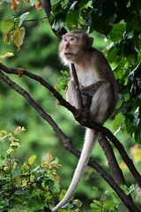 Fototapeta premium monkey sitting on a branch