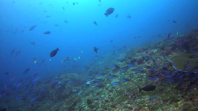 School of lunar fusiliers (Caesio lunaris) swimming over reef
