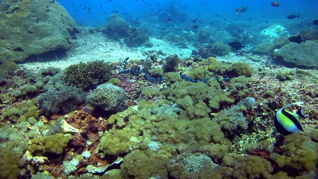 Banded sea krait (Laticauda colubrina) in soft coral then swimming up