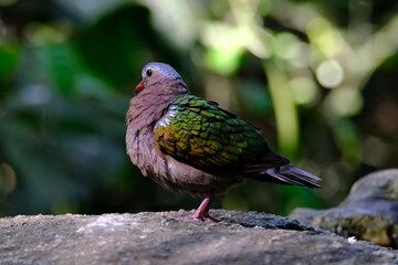 Grey-capped Emerald Dove perched on a rock with a beautiful background