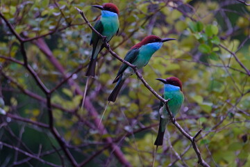 blue-throated bee-eater Many birds perched on a branch.