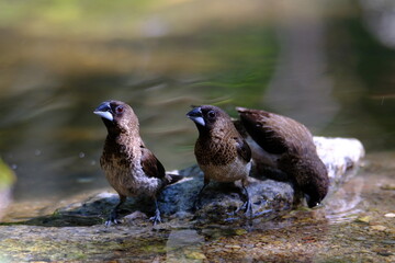 White-rumped Munia  perch on a rocky terrace with a flowing river as a beautiful background.