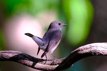 Taiga Flycatcher perched on a branch There is a beautiful bokeh background.
