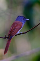 Blyth's Paradise-flycatcher  Perched on a tree branch with a beautiful clear background
