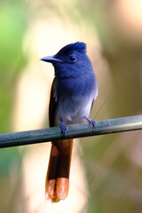 Blyth's Paradise-flycatcher  Perched on a tree branch with a beautiful clear background