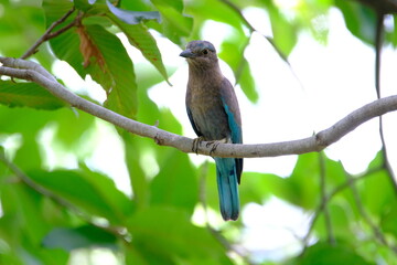 Indian Roller perched on a tree branch. with green leaves is the surrounding background