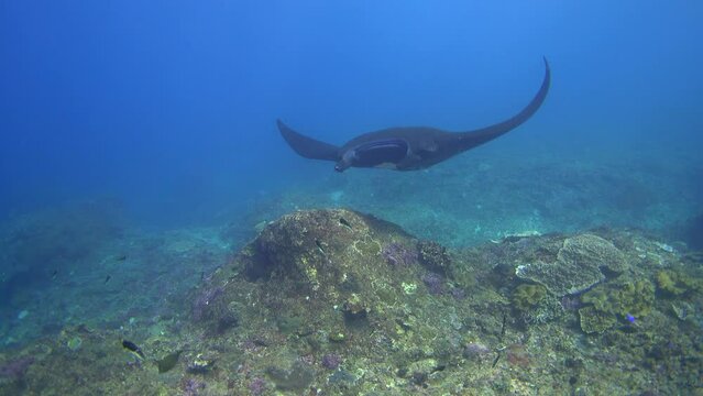 Black manta ray (Manta blevirostris) swimming close by, from front, side and back