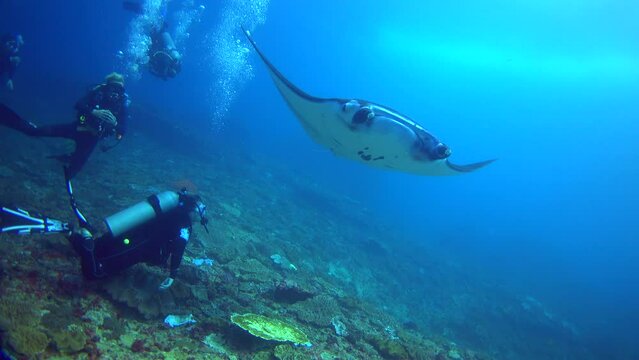 Manta ray (Manta blevirostris) swimming in the middle of divers