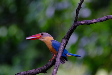 Stork billed Kingfisher perched on a branch Hold a fish in your mouth with a beautiful bokeh background.