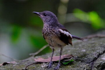 Fantail Flycatcher is perched on the rocks.